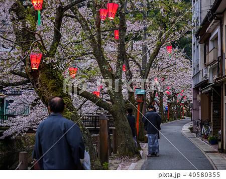 桜が満開の城崎温泉 桜が満開の城崎温泉 40580355