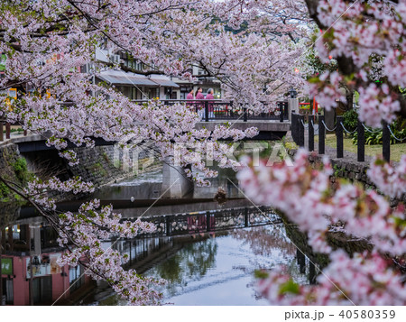 桜が満開の城崎温泉 40580359