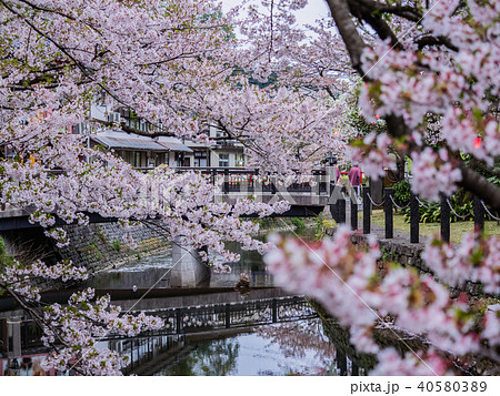 桜が満開の城崎温泉 桜が満開の城崎温泉 40580389