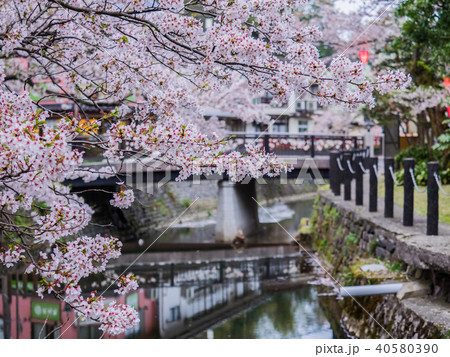 桜が満開の城崎温泉 40580390
