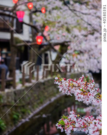 桜が満開の城崎温泉 桜が満開の城崎温泉 40580391