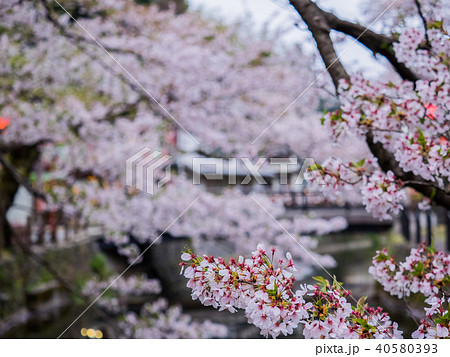 桜が満開の城崎温泉 桜が満開の城崎温泉 40580393