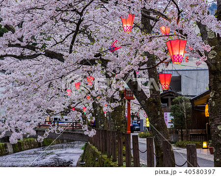 桜が満開の城崎温泉 40580397
