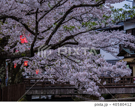 桜が満開の城崎温泉 桜が満開の城崎温泉 40580412