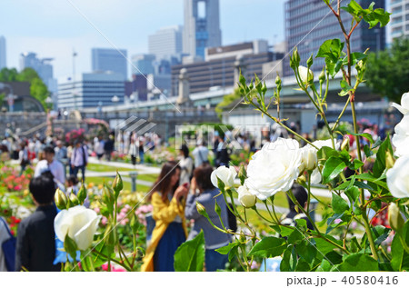 大阪 中之島バラ園の風景 大阪 中之島バラ園の風景 40580416