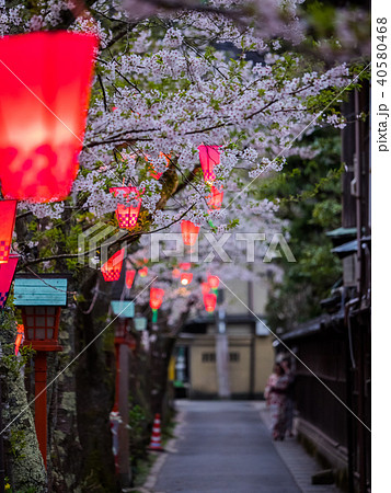 桜が満開の城崎温泉 桜が満開の城崎温泉 40580468