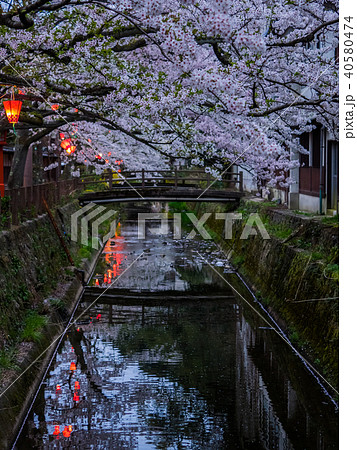 桜が満開の城崎温泉 桜が満開の城崎温泉 40580474