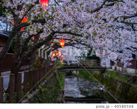 桜が満開の城崎温泉 桜が満開の城崎温泉 40580508