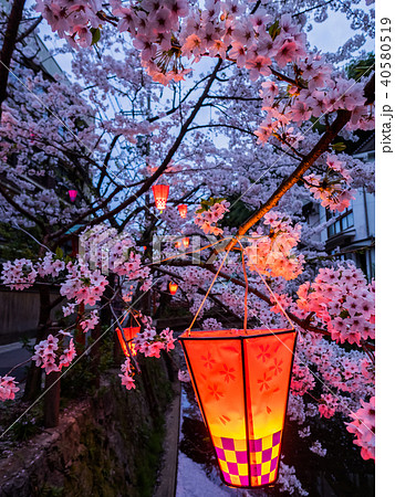 桜が満開の城崎温泉 桜が満開の城崎温泉 40580519