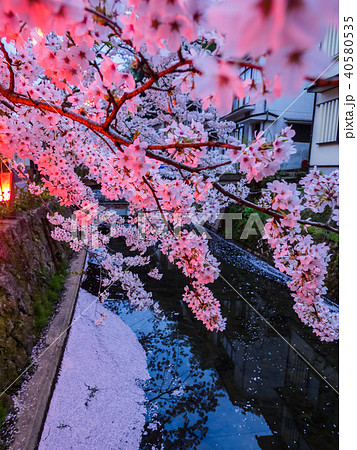 桜が満開の城崎温泉 40580535
