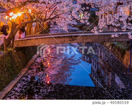 桜が満開の城崎温泉 40580539