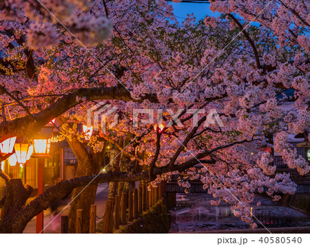 桜が満開の城崎温泉 桜が満開の城崎温泉 40580540