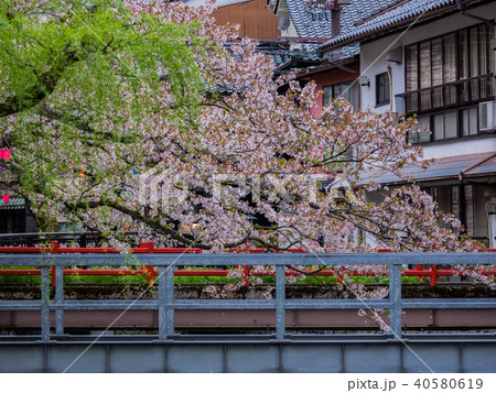 桜が満開の城崎温泉の写真素材