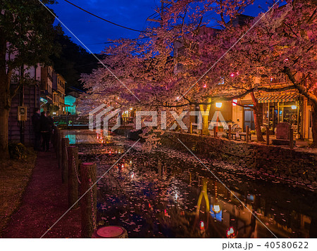 桜が満開の城崎温泉 40580622
