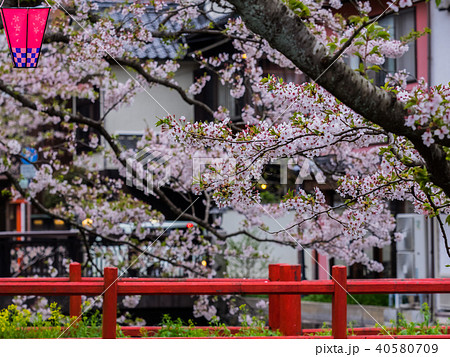 桜が満開の城崎温泉 桜が満開の城崎温泉 40580709