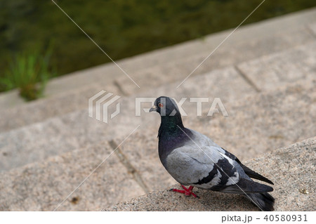 鳩 清渓川 鳥 40580931