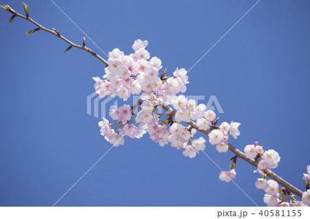 桜の枝 40581155