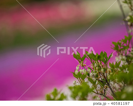 京丹後の花郷okadaのドウダンツツジと芝桜の写真素材