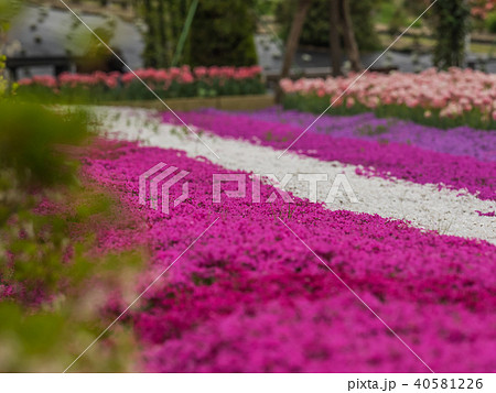 花郷OKADAの芝桜とチューリップ畑 花郷OKADAの芝桜とチューリップ畑 40581226