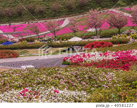 花郷OKADAの芝桜とツツジ 花郷OKADAの芝桜とツツジ 40581227