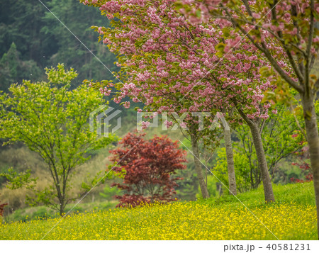 花郷OKADAの菜の花と八重桜 花郷OKADAの菜の花と八重桜 40581231