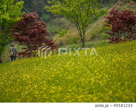 花郷OKADAの菜の花と八重桜 40581233