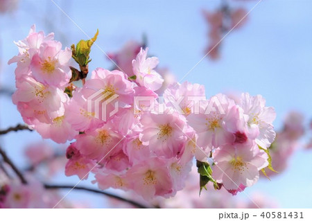 桜　そめいよしの　さくら　クローズアップ　 40581431