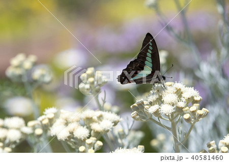 アオスジアゲハ 40581460