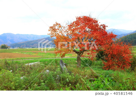 遠野の風景 秋景色 遠野の風景 秋景色 40581546