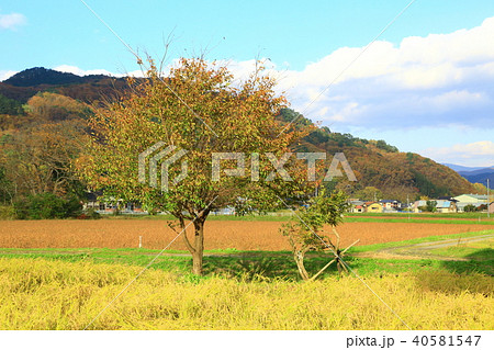 遠野の風景 秋景色 遠野の風景 秋景色 40581547