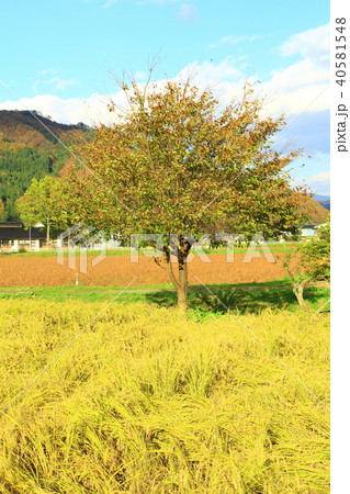 遠野の風景 秋景色 遠野の風景 秋景色 40581548