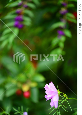 背景が主役!のコスモス 背景が主役!のコスモス 40581799