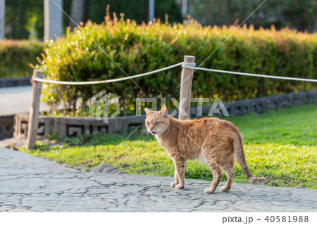 動物 動物学 可愛い動物 40581988