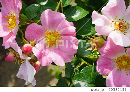 淡いピンク色が美しいバラ 40582131