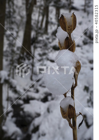 雪景色　ウバユリに積もる雪 40582315