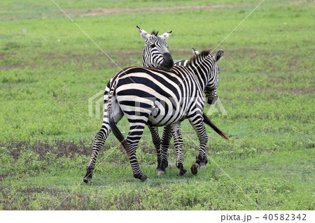 ンゴロンゴロ国立公園 40582342