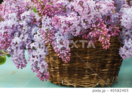 Blossoming pink lilac in basket. 40582405