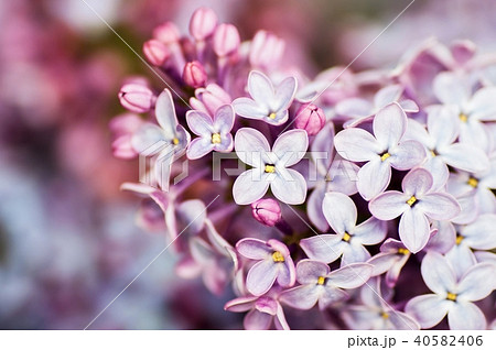 Blossoming syringa, closeup. 40582406