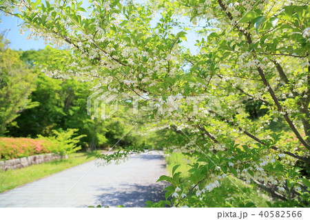 初夏の公園　エゴノキの花 40582566