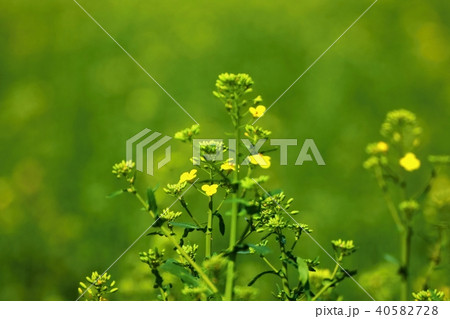 Blooming rapeseed flower. 40582728