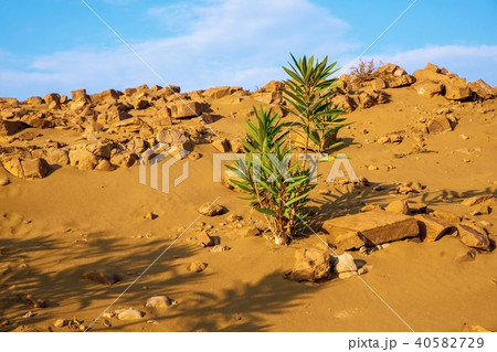 Desert territory in island Lemnos. Desert territory in island Lemnos. 40582729