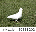 白い鳩 40583202