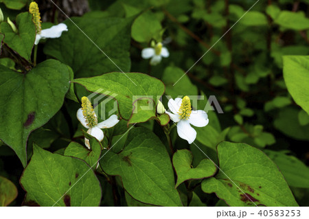 ドクダミの花 ドクダミの花 40583253