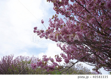 新潟県佐渡市の弾崎の八重桜(ゴールデンウィーク) 新潟県佐渡市の弾崎の八重桜(ゴールデンウィーク) 40583335
