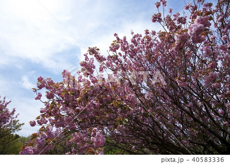 新潟県佐渡市の弾崎の八重桜(ゴールデンウィーク) 新潟県佐渡市の弾崎の八重桜(ゴールデンウィーク) 40583336