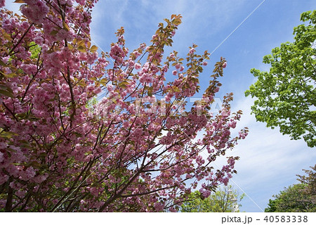 新潟県佐渡市の弾崎の八重桜(ゴールデンウィーク) 新潟県佐渡市の弾崎の八重桜(ゴールデンウィーク) 40583338