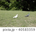 白い鳩 40583359