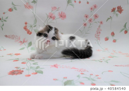 スコティッシュホールド 折れ耳 子猫 生後2か月 03 スコティッシュフォールド スコティッシュホールド 折れ耳 子猫 生後2か月 03 スコティッシュフォールド 40584540