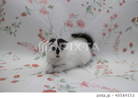 スコティッシュホールド　折れ耳　子猫　生後2か月　12　スコティッシュフォールド 40584553