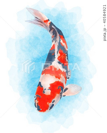 錦鯉のイラスト素材